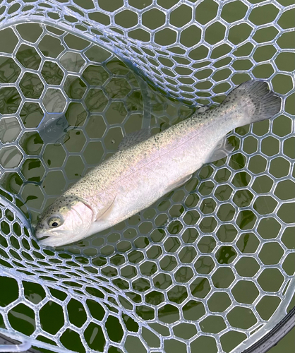 トラウトの釣果