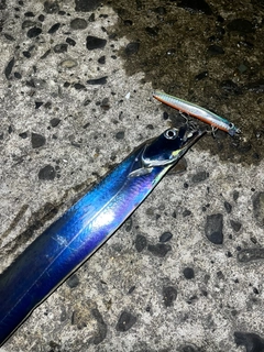 タチウオの釣果