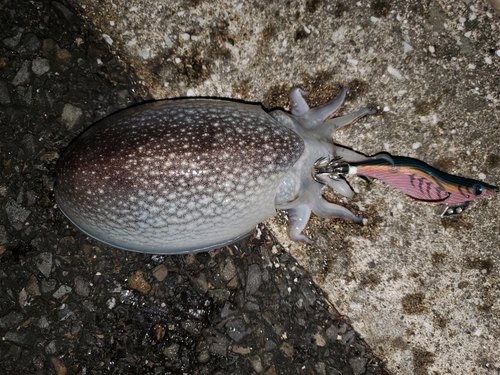 シリヤケイカの釣果