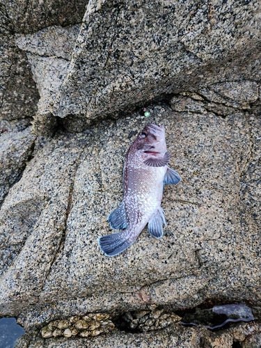 マゾイの釣果