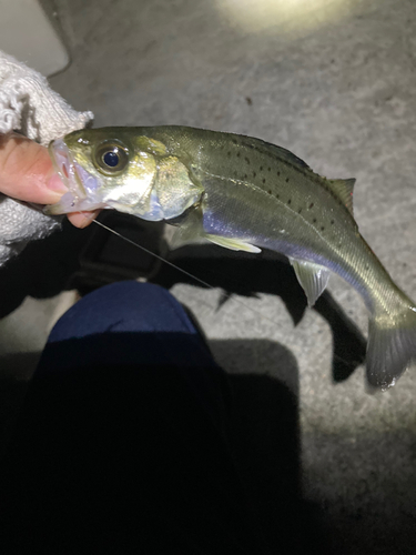 セイゴ（マルスズキ）の釣果