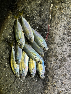 アジの釣果