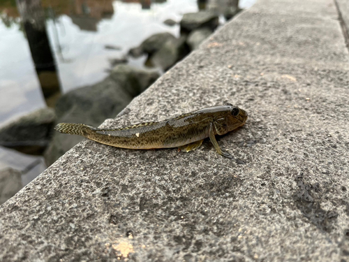 ハゼの釣果