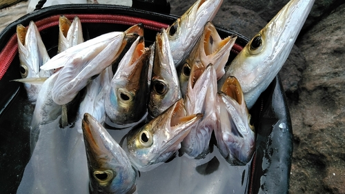 カマスの釣果