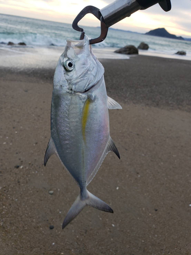 カスミアジの釣果