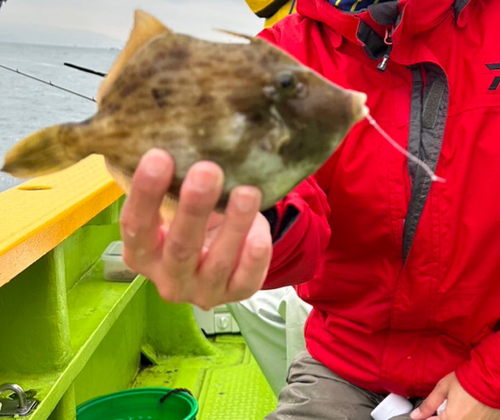 カワハギの釣果