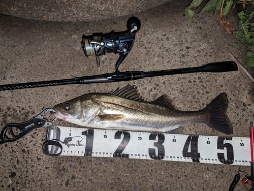 シーバスの釣果