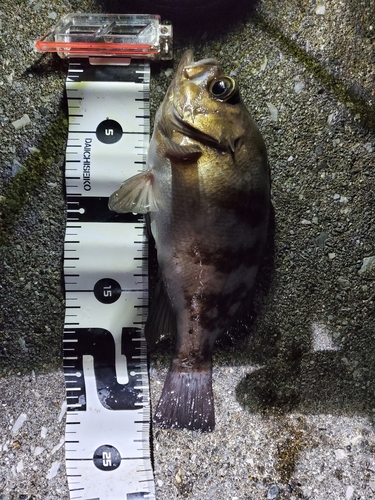 メバルの釣果