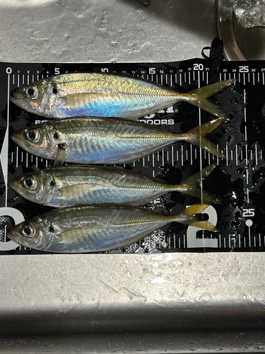 マアジの釣果