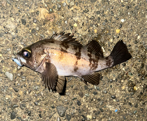 メバルの釣果