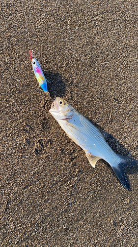 シタビラメの釣果