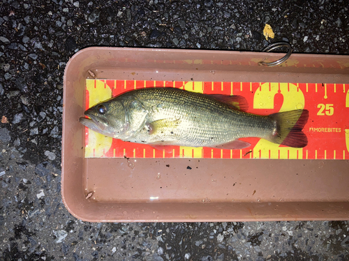 ブラックバスの釣果