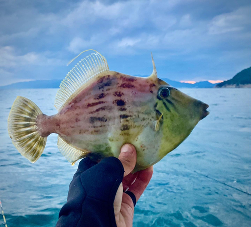 カワハギの釣果