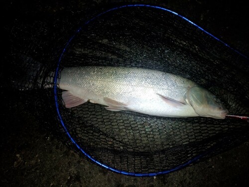 ウグイの釣果