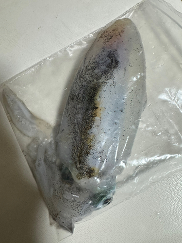 イカの釣果