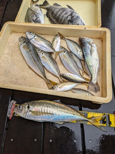 アジの釣果