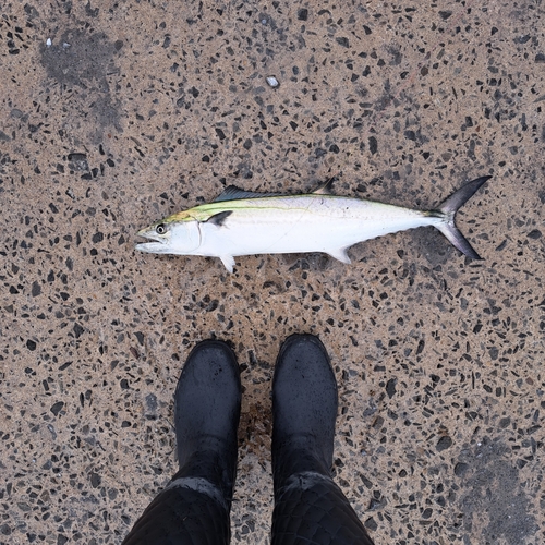 サゴシの釣果