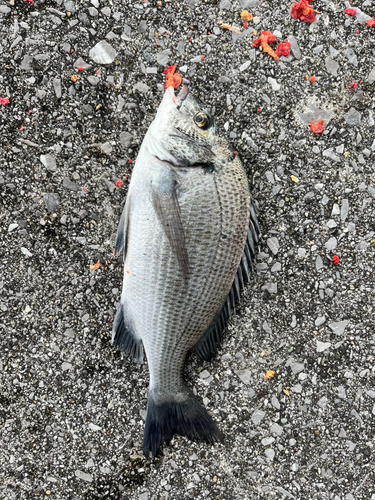 クロダイの釣果