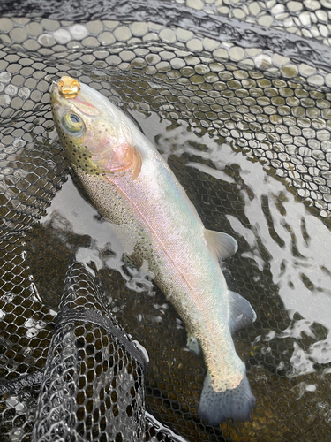 ニジマスの釣果