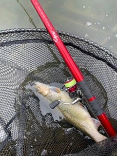 ニジマスの釣果