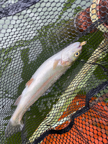 ニジマスの釣果