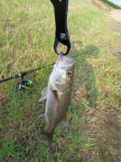 セイゴ（タイリクスズキ）の釣果