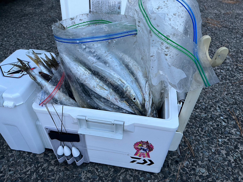 カマスの釣果