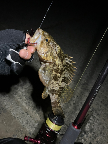 タケノコメバルの釣果