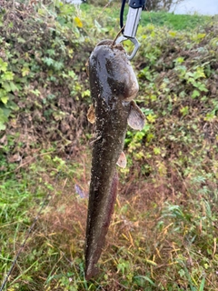 ナマズの釣果