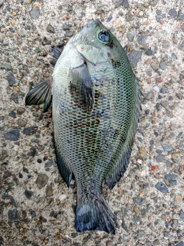 メジナの釣果