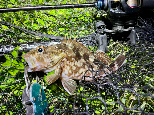 ガシラの釣果