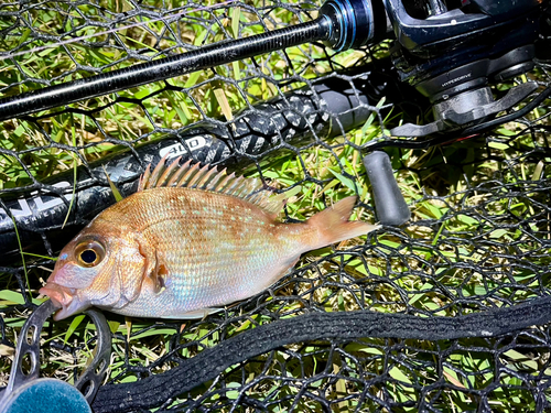 チャリコの釣果