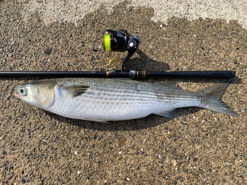 ボラの釣果