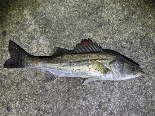 セイゴ（マルスズキ）の釣果