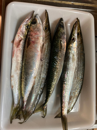 カマスの釣果