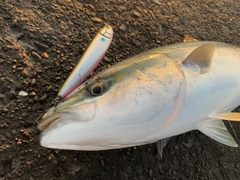 ブリの釣果