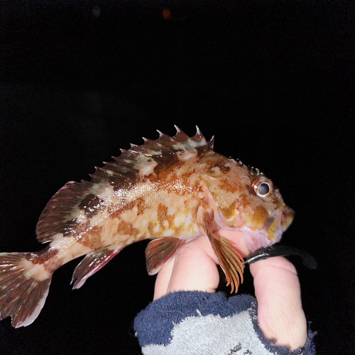 カサゴの釣果