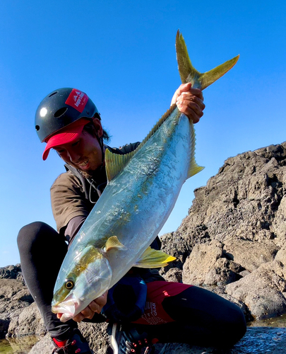 ヒラマサの釣果