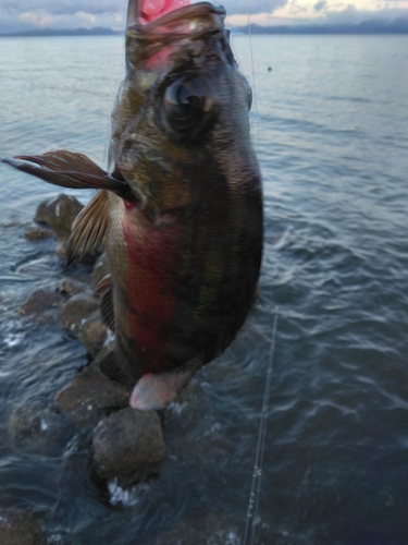 クロメバルの釣果