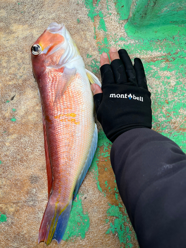 アマダイの釣果