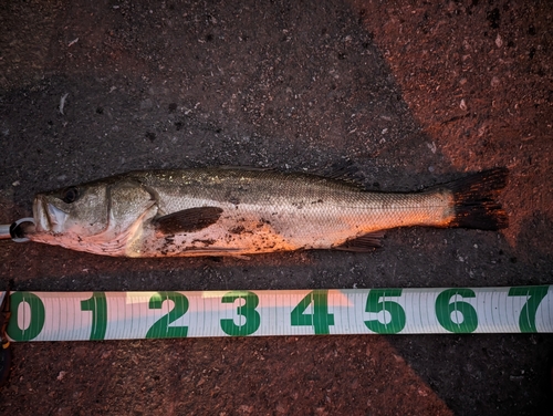 シーバスの釣果