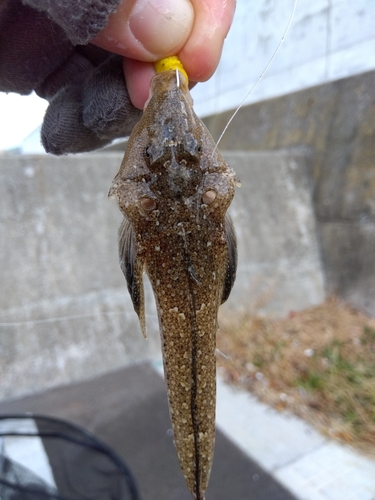 コチの釣果