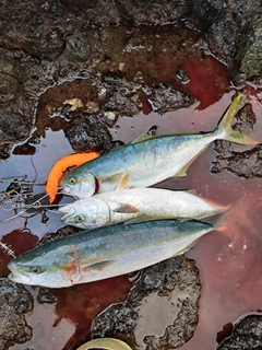 イナダの釣果