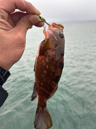 キジハタの釣果