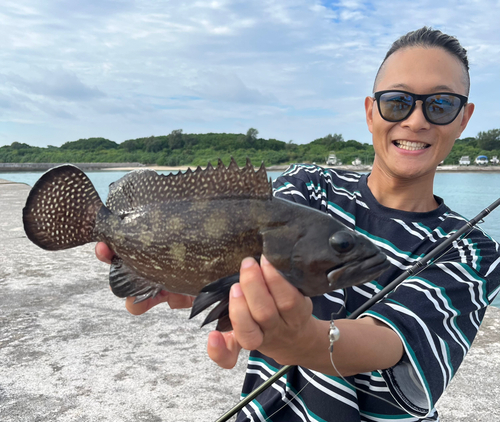 ナミハタの釣果