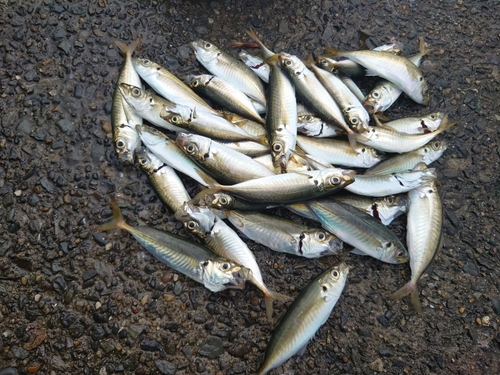 アジの釣果