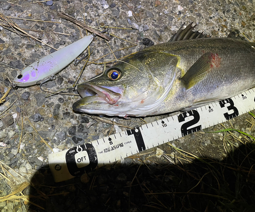 シーバスの釣果