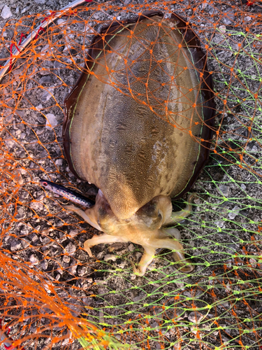 コウイカの釣果