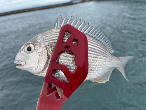 ヘダイの釣果