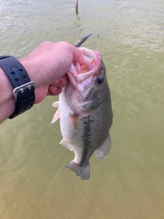 ラージマウスバスの釣果